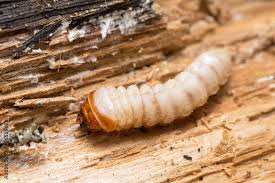 Attēlu rezultāti vaicājumam “Cerambycidae larva”