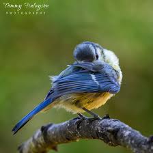 Attēlu rezultāti vaicājumam “Cyanistes caeruleus juvenile”