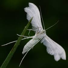 Attēlu rezultāti vaicājumam “Pterophorus pentadactyla”