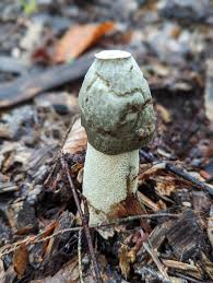 Attēlu rezultāti vaicājumam “Phallus impudicus”