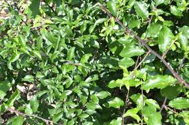 Attēlu rezultāti vaicājumam “Prunus spinosa leaf”