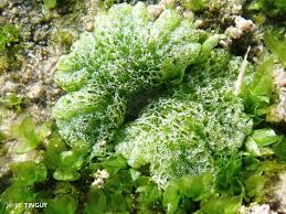 Attēlu rezultāti vaicājumam “Riccia canaliculata”