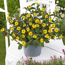 Image result for Sanvitalia procumbens