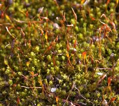 Attēlu rezultāti vaicājumam “Barbula unguiculata macro”