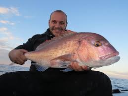 Image result for Dentex dentex