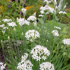 Image result for Schnittknoblauch