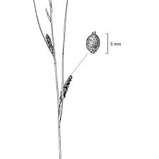 Attēlu rezultāti vaicājumam “Carex lasiocarpa leaf”