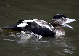 Attēlu rezultāti vaicājumam “Somateria mollissima juvenile”