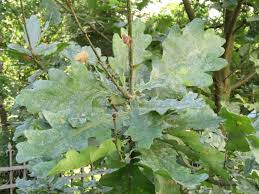 Attēlu rezultāti vaicājumam “Neuroterus albipes”