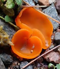 Attēlu rezultāti vaicājumam “Aleuria aurantia”