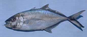 Image result for Caranx lugubris