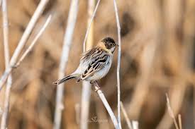 Image result for Emberiza pallasi