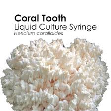 Attēlu rezultāti vaicājumam “Hericium coralloides”