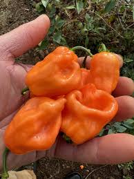 Afbeeldingsresultaat voor orange habanero hot pepper