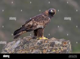 Attēlu rezultāti vaicājumam “Aquila chrysaetos adult”