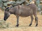 File:Zeedonk 800.jpg - Wikipedia, the free encyclopedia
