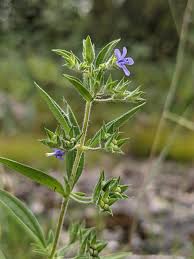 Attēlu rezultāti vaicājumam “Trichia flavicoma stalked”