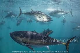 Image result for Thunnus maccoyii