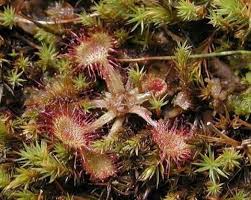 Attēlu rezultāti vaicājumam “Droseraceae”