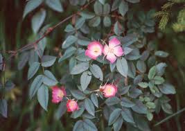 Attēlu rezultāti vaicājumam “Rosa glauca flower”