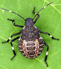 Attēlu rezultāti vaicājumam “Badhamia nitens macro”