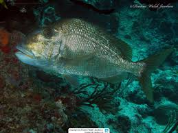 Image result for Calamus bajonado