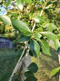 Attēlu rezultāti vaicājumam “Populus simonii”