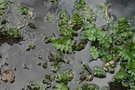 Attēlu rezultāti vaicājumam “Berula erecta”