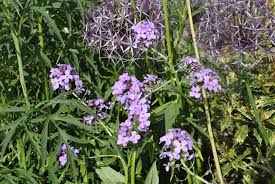 Attēlu rezultāti vaicājumam “Hesperis matronalis bud”