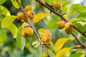 Attēlu rezultāti vaicājumam “Malus baccata fruit”
