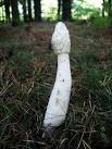 Stinkhorn (Phallus impudicus). An unmistakable fungus commonly found in - via Daymix