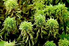 Attēlu rezultāti vaicājumam “Sphagnum wulfianum”