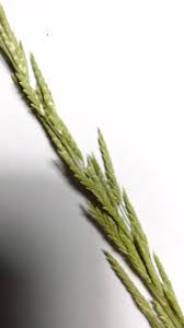 Attēlu rezultāti vaicājumam “Glyceria fluitans”