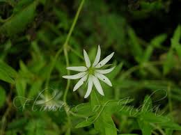 Attēlu rezultāti vaicājumam “Stellaria graminea flower”