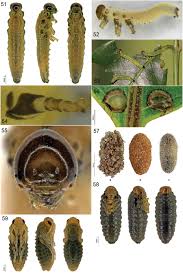 Attēlu rezultāti vaicājumam “Argidae larva”