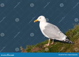 Attēlu rezultāti vaicājumam “Larus argentatus nest”