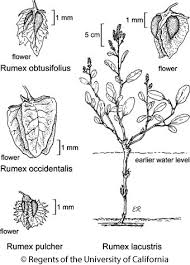 Attēlu rezultāti vaicājumam “Rumex obtusifolius flower”