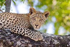 Attēlu rezultāti vaicājumam “Lycogala leopardinum young”