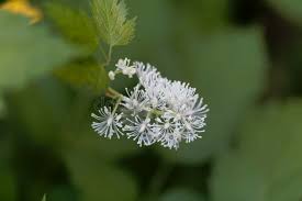 Attēlu rezultāti vaicājumam “Actaea spicata flower”