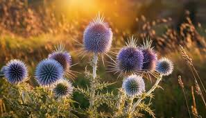 Attēlu rezultāti vaicājumam “Echinops sphaerocephalus flower”