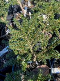 Attēlu rezultāti vaicājumam “Picea orientalis”