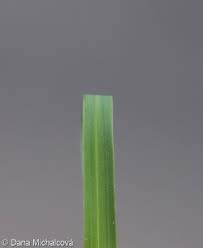 Attēlu rezultāti vaicājumam “Poa compressa leaf”