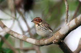 Image result for Emberiza pusilla