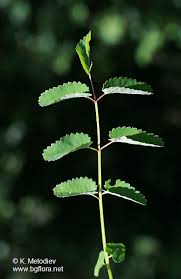 Attēlu rezultāti vaicājumam “Sanguisorba officinalis leaf”