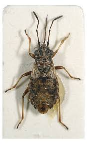 Attēlu rezultāti vaicājumam “Nithecus jacobaeae”