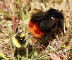 Attēlu rezultāti vaicājumam “Bombus lapidarius”