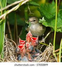 Attēlu rezultāti vaicājumam “Sylvia borin nest”