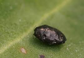 Attēlu rezultāti vaicājumam “Stemonaria irregularis macro”