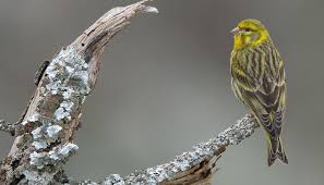 Image result for Serinus serinus