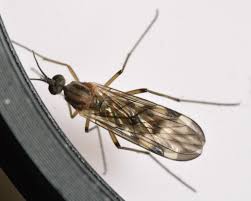 Attēlu rezultāti vaicājumam “Sylvicola sp.”